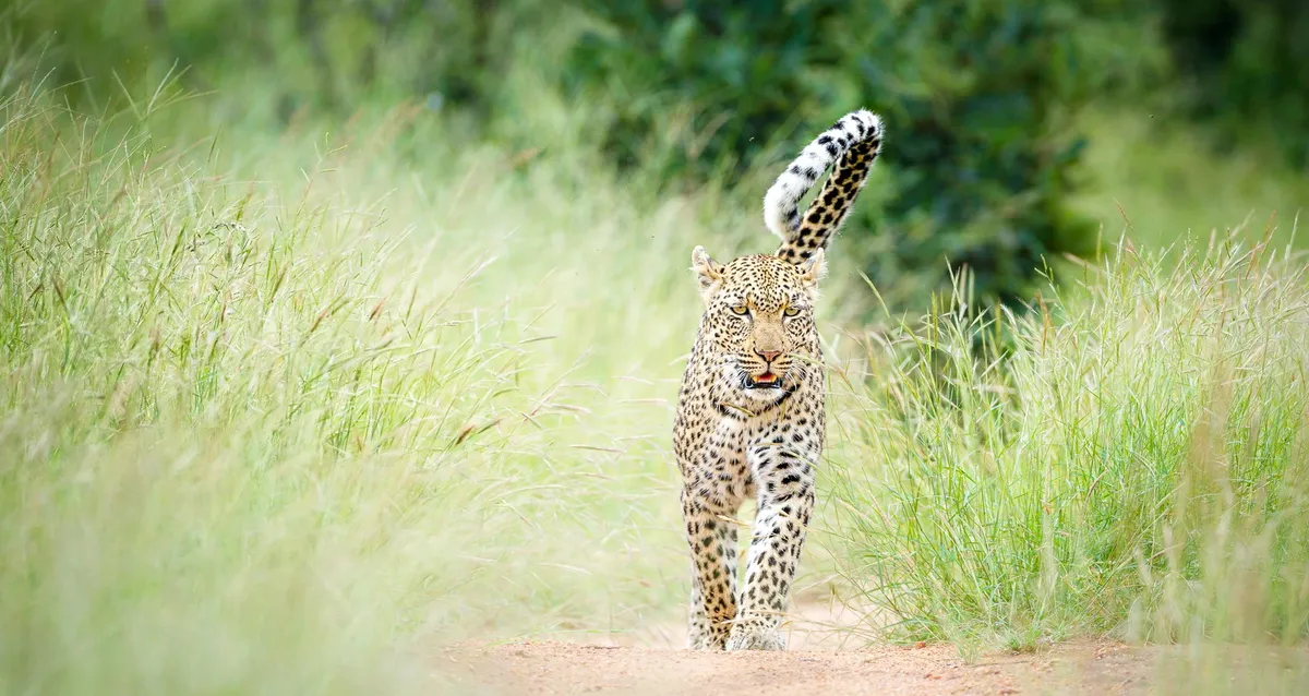 Tanda Tula Safari Camp — photo 27