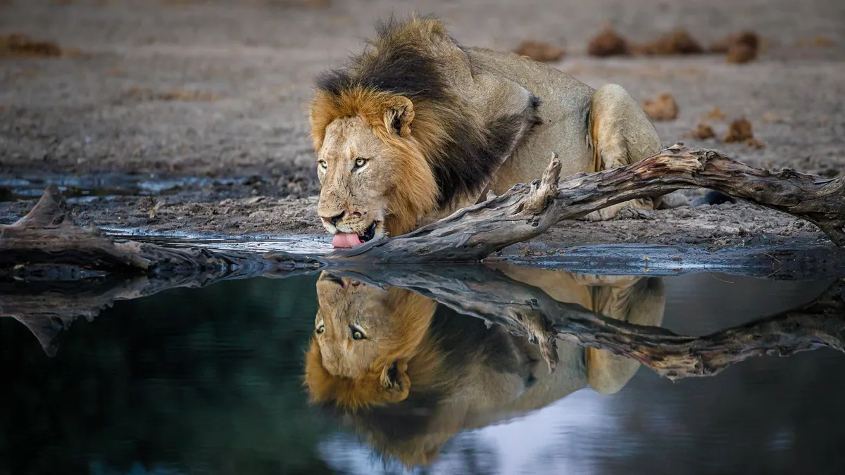 Tanda Tula Safari Camp — photo 29