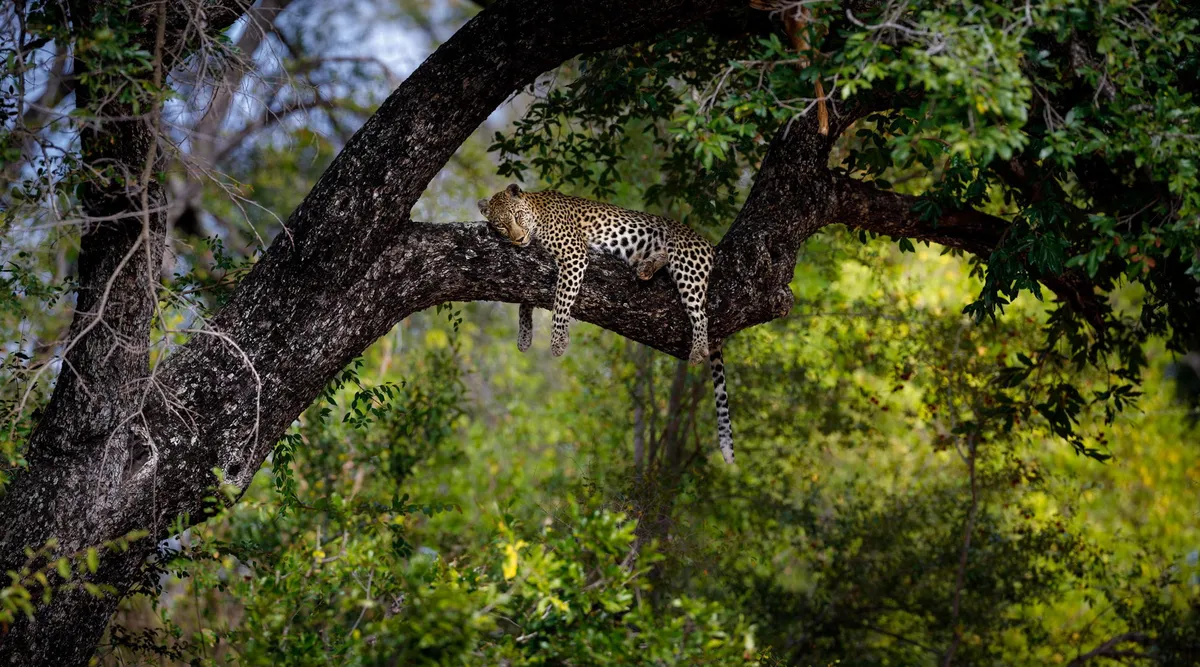 Tanda Tula Safari Camp — photo 31