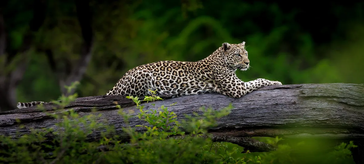 Tanda Tula Safari Camp — photo 33