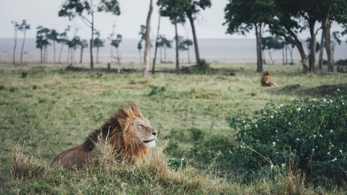 Tangulia Mara — photo 3