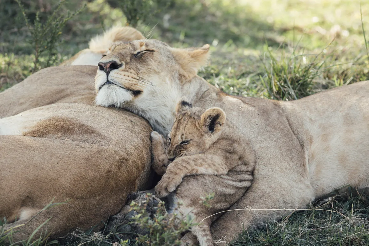 Tangulia Mara — photo 4