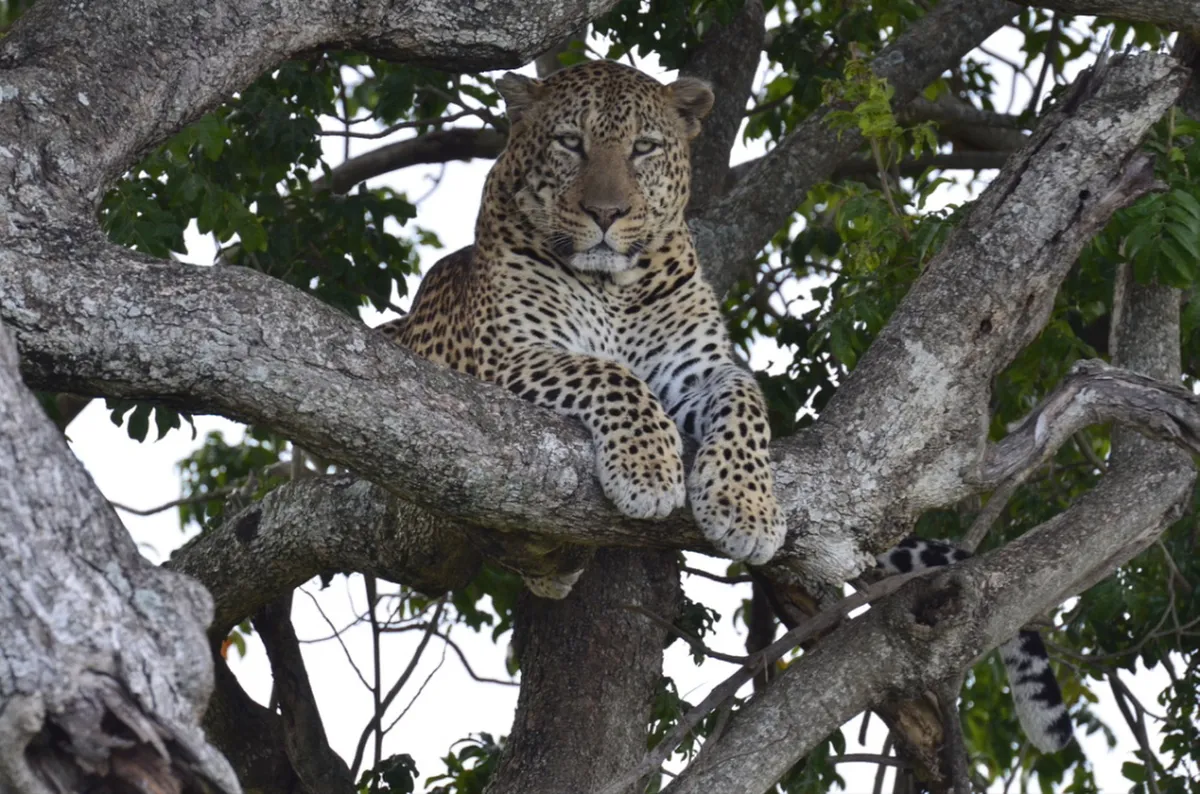 Tangulia Mara — photo 9