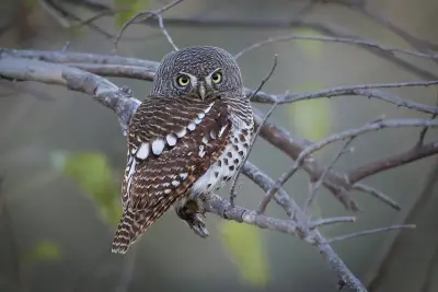 Thamo Telele, Maun, Botswana