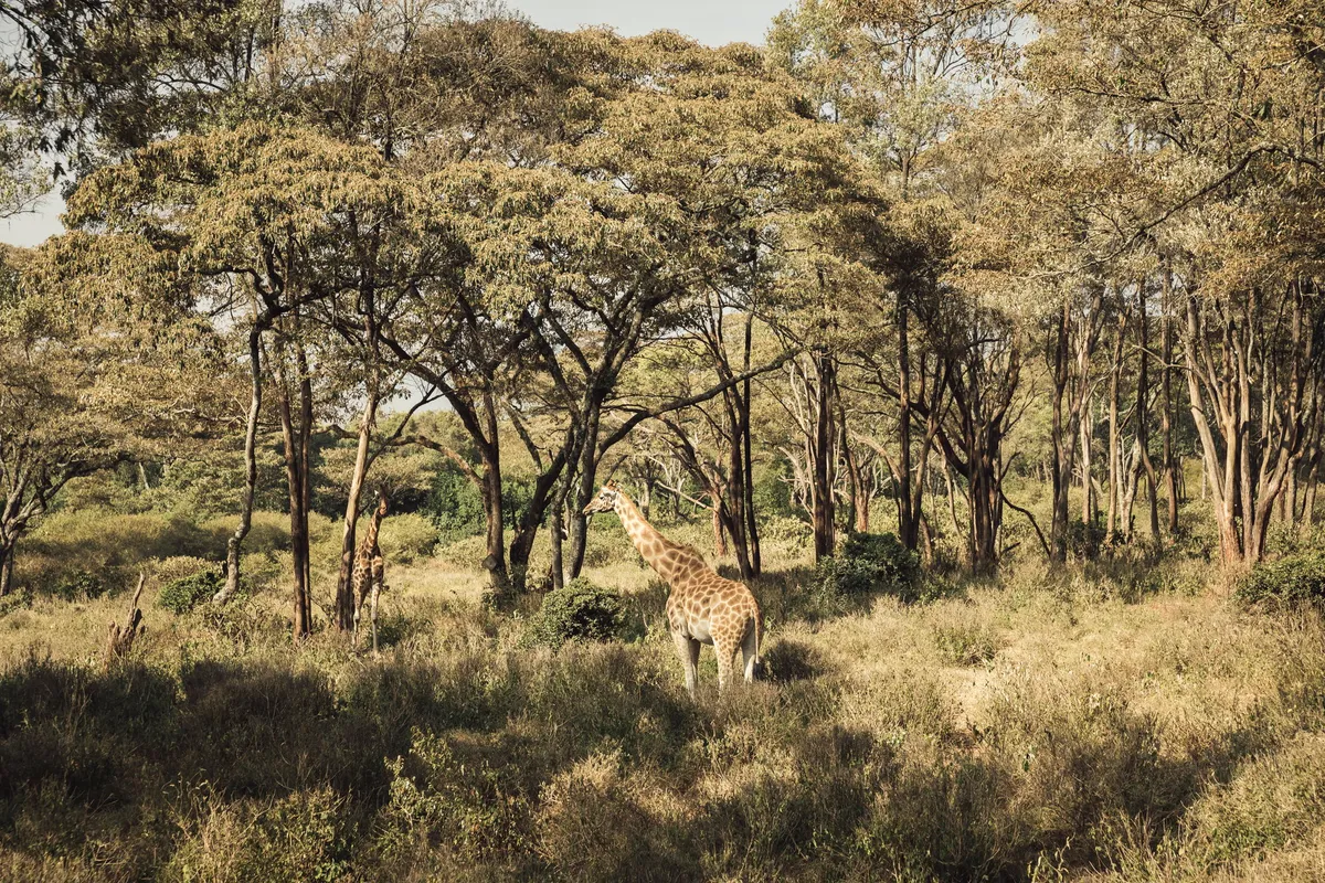 The Emakoko — photo 6