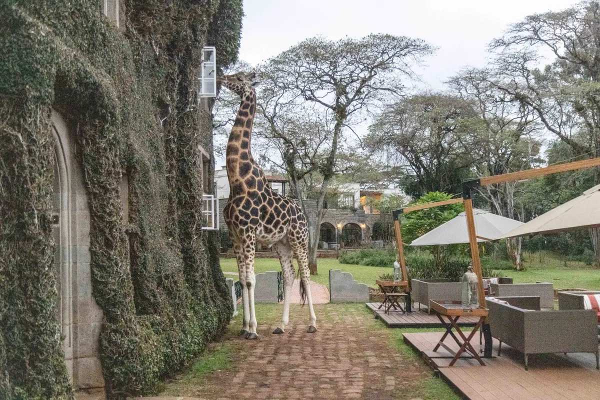 The Retreat at Giraffe Manor — photo 11
