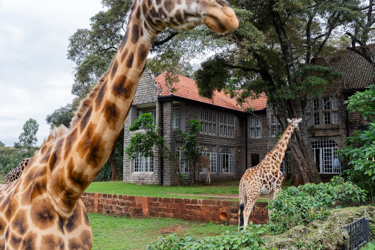 The Retreat at Giraffe Manor — photo 16