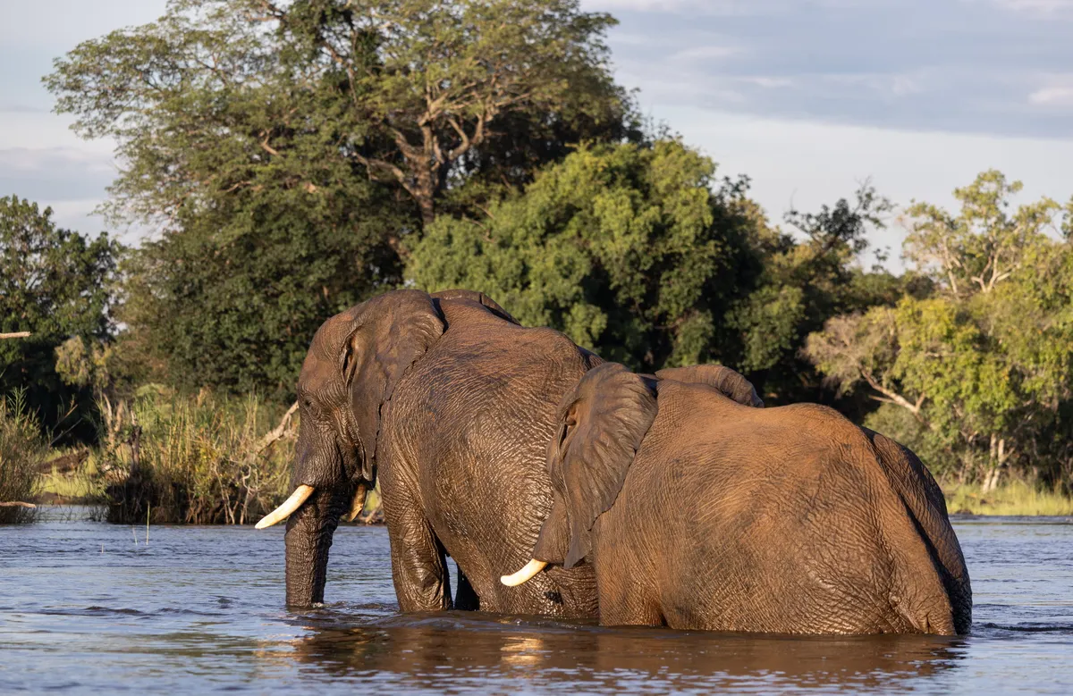 Thorntree River Lodge — photo 3