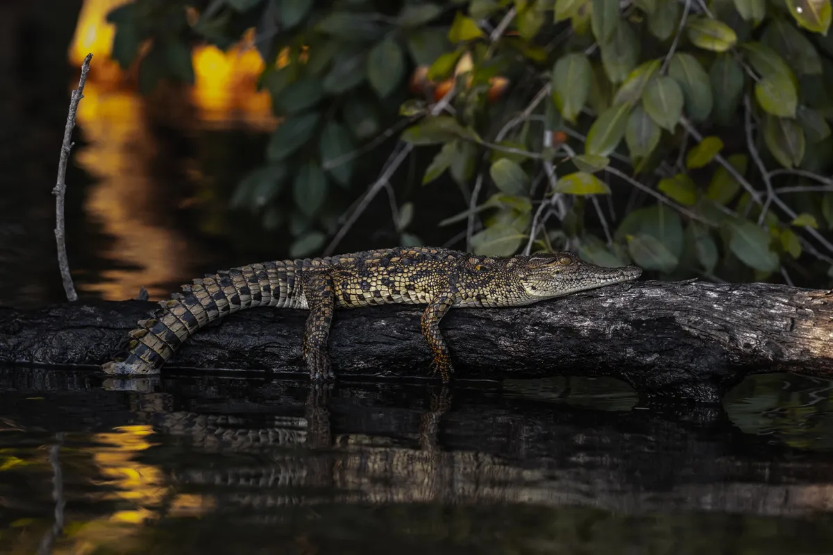 Thorntree River Lodge — photo 9