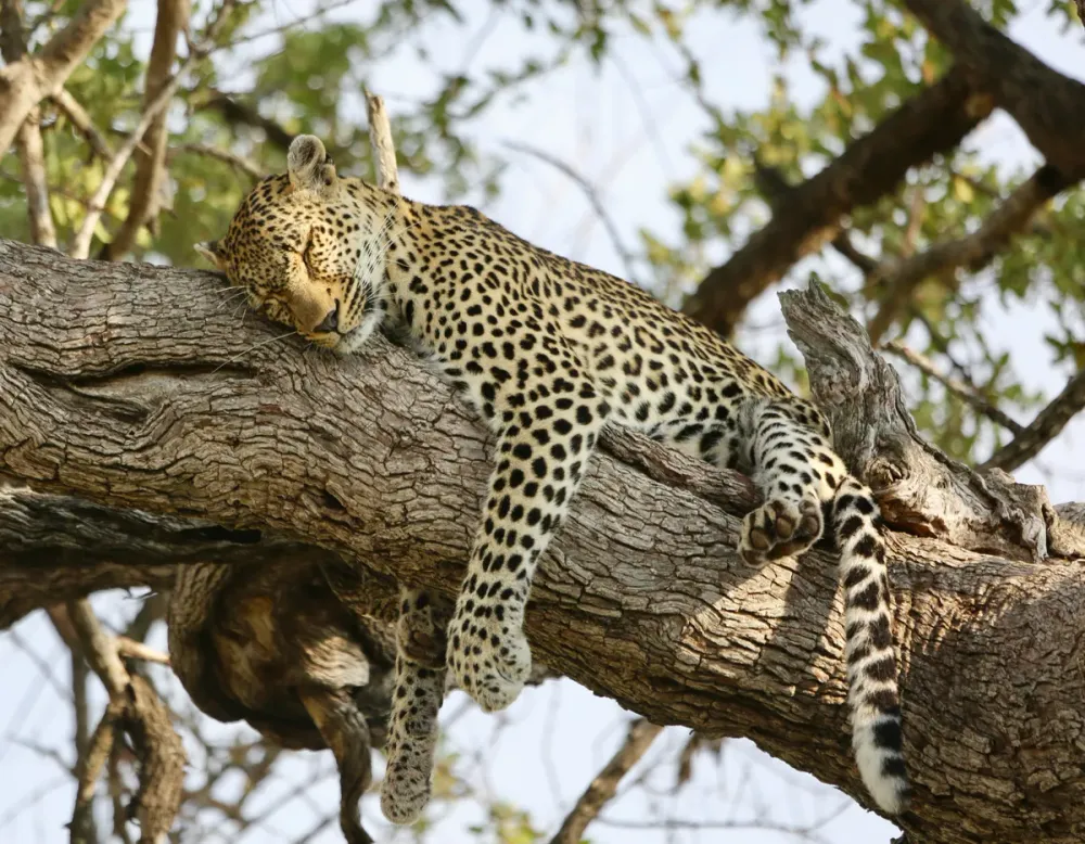 Timbavati (Greater Kruger)
