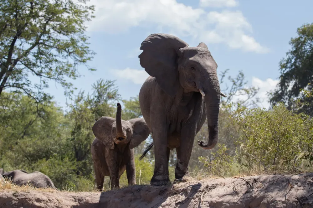 Tongabezi Lodge, Livingstone, Zambia