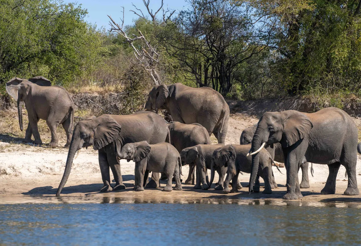 Tongabezi Lodge — photo 139