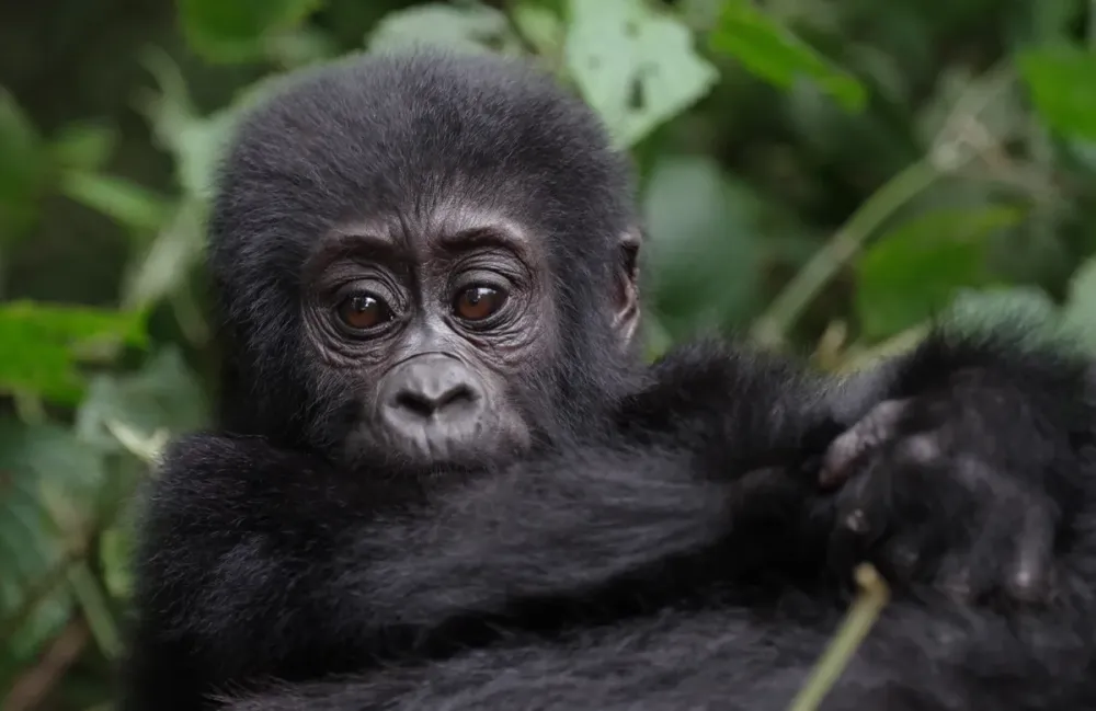 Volcanoes NP / Musanze