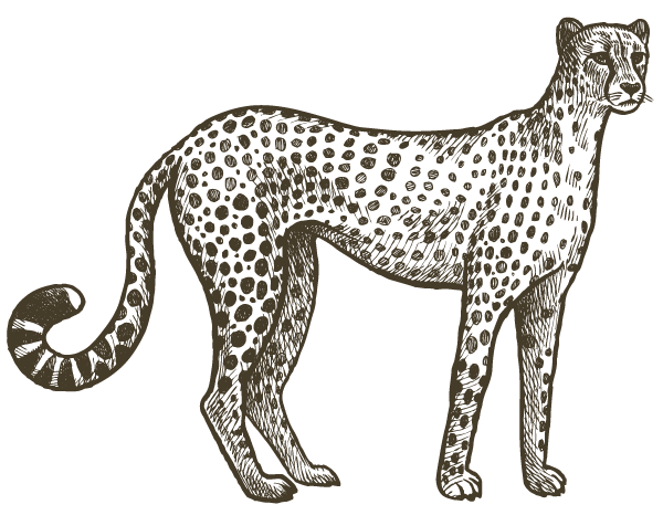 Fauna Travel cheetah