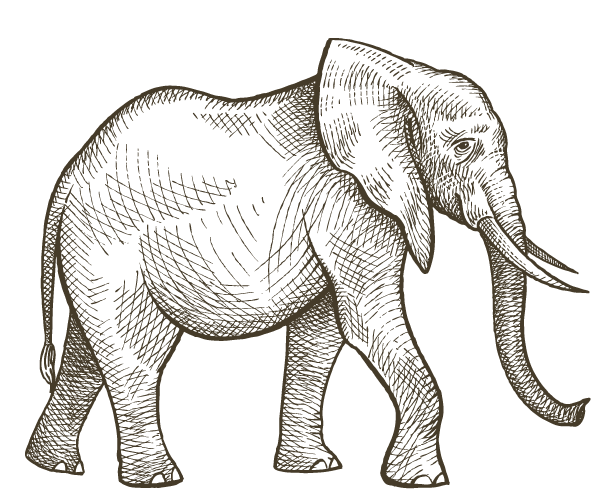 elephant Botswana
