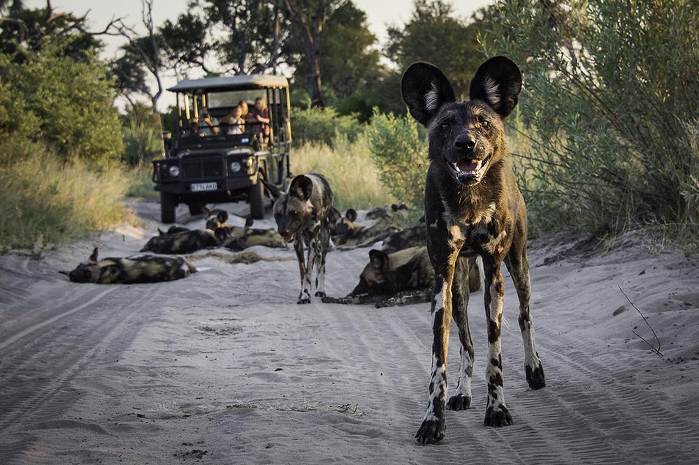 Wild dogs at Abu Camp luxury Botswana safari