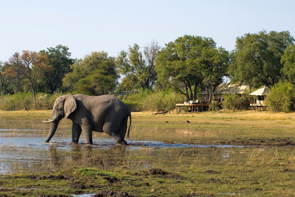 Exterior with Elephant Zarafa Camp Botswana Okavango Luxury Safari / Courtesy Great Plains
