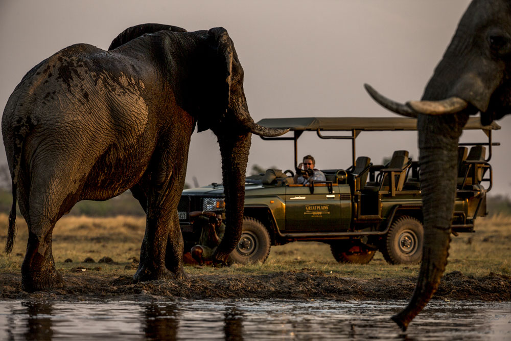 Elephants on a Game Drive at Zarafa Camp Botswana Okavango Luxury Safari / Courtesy Great Plains