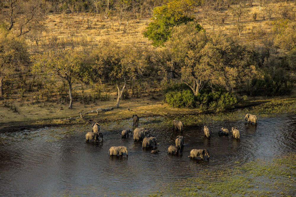 Elephants at Zarafa Camp Botswana Okavango Luxury Safari / Courtesy Great Plains