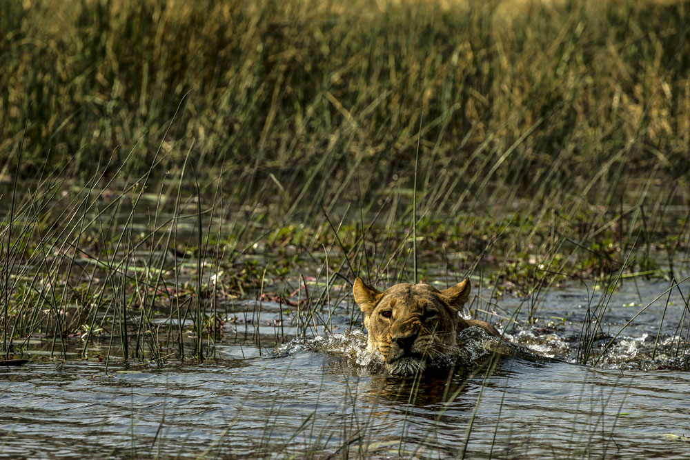 Lion at Zarafa Camp Botswana Okavango Luxury Safari / Courtesy Great Plains