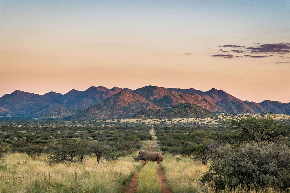 Rhino at Tswalu Kalahari, The Motse / Courtesy of Tswalu Kalahari luxury South Africa safari