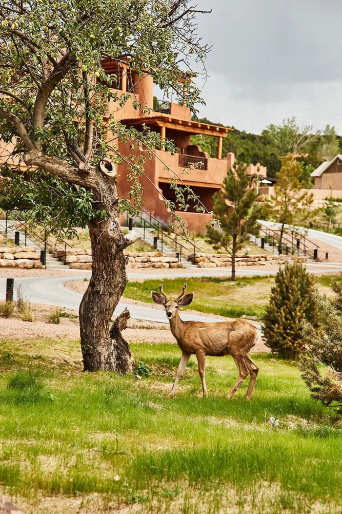Deer at Bishops Lodge / Courtesy of Auberge Resorts luxury New Mexico nature lodge