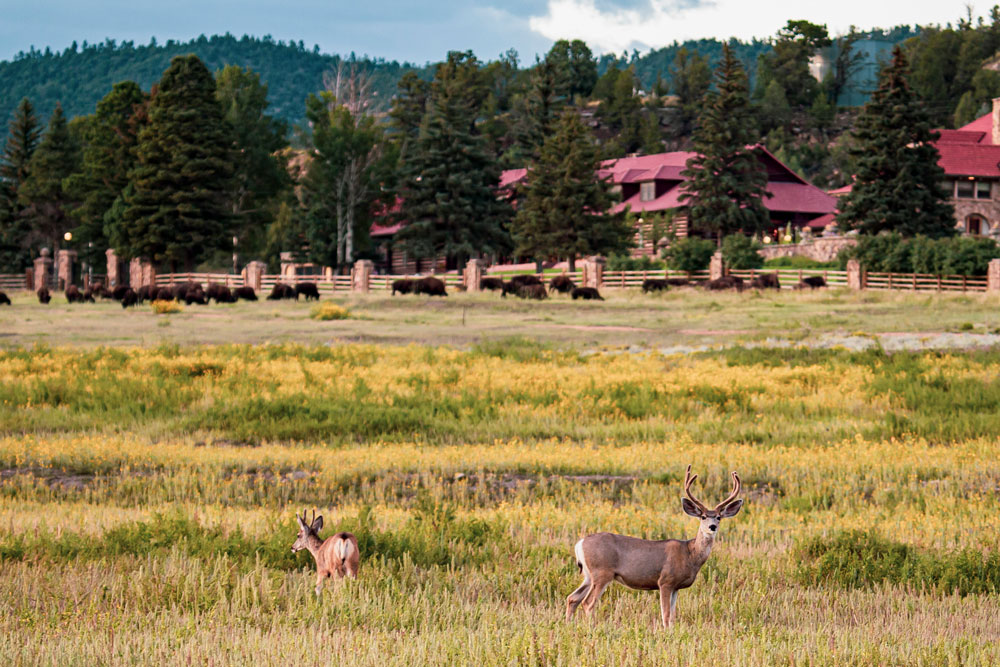 Deer and Bison at Vermejo / Courtesy of Ted Turner Reserves luxury nature lodge