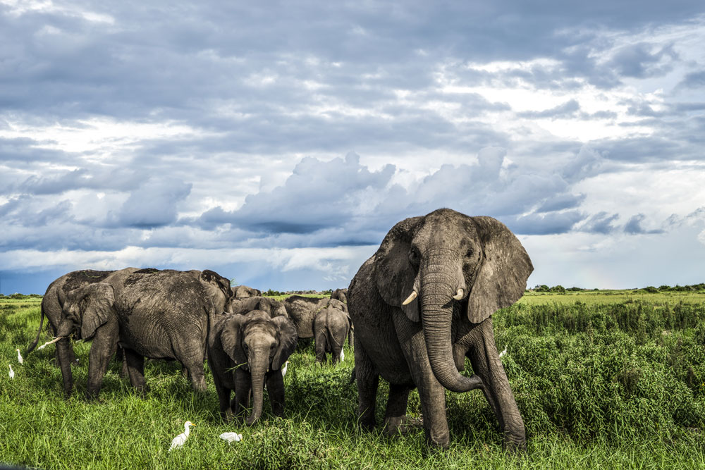 Elephants at Duba Plains Camp / Courtesy Great Plains