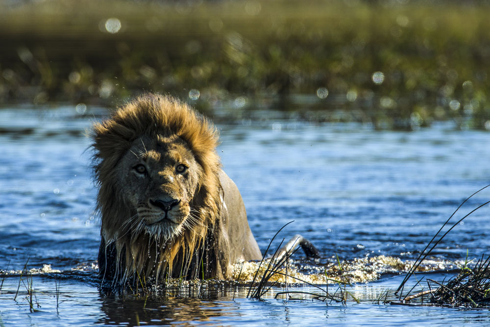 Lion at Duba Plains Camp Botswana Okavango Luxury Safari / Courtesy Great Plains