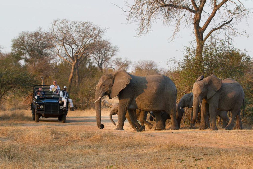 Elephant at Londolozi / Courtesy of Londolozi