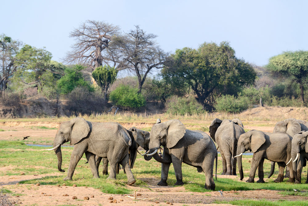 Elephant at Jabali Ridge, Ruaha National Park / Courtesy of Asilia Africa luxury African Tanzania safari
