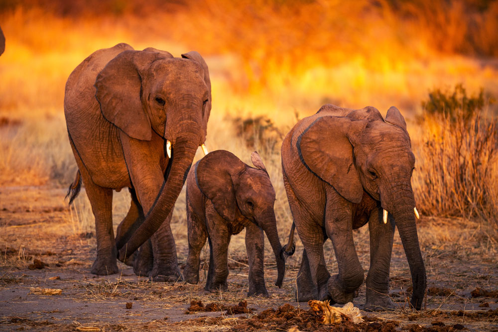 Elephants at Jabali Ridge, Ruaha National Park / Courtesy of Asilia Africa luxury African Tanzania safari