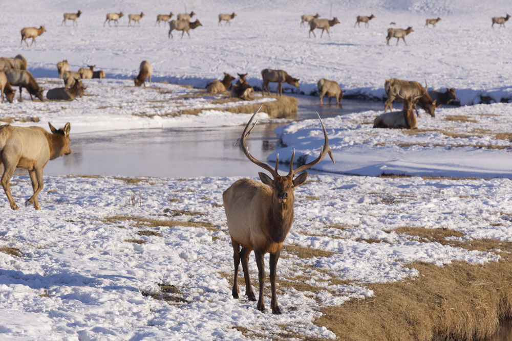 Elk / Courtesy of Aman Luxury nature lodge in Wyoming United States