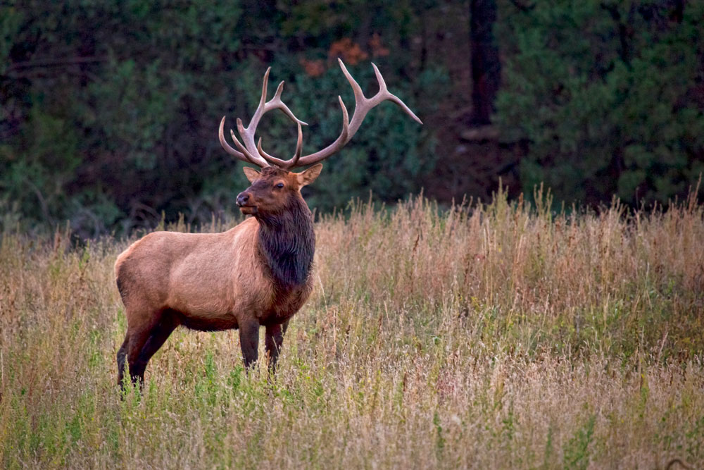 Elk at Vermejo / Courtesy of Ted Turner Reserves