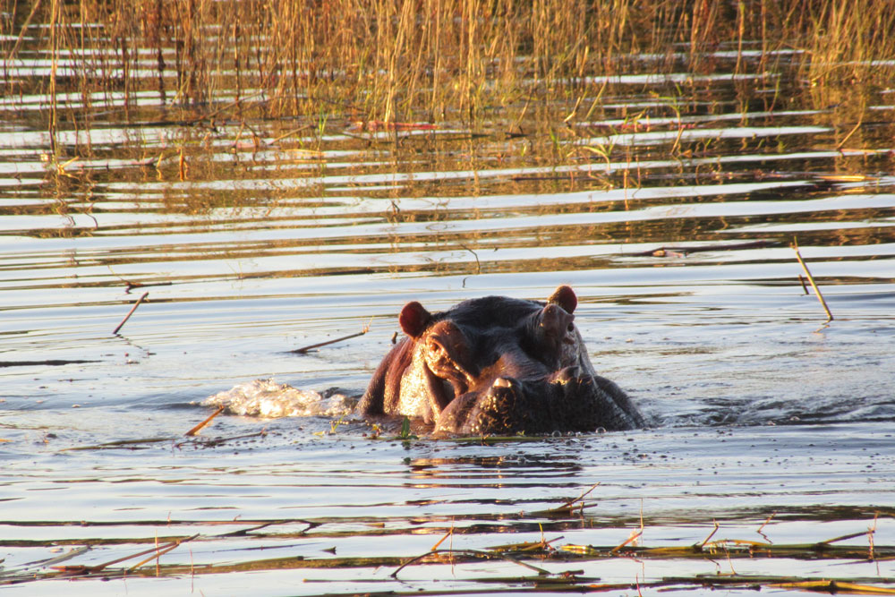 Hippo near Victoria Falls River Lodge / Courtesy of Zambezi Crescent Collection luxury African safari Zimbabwe