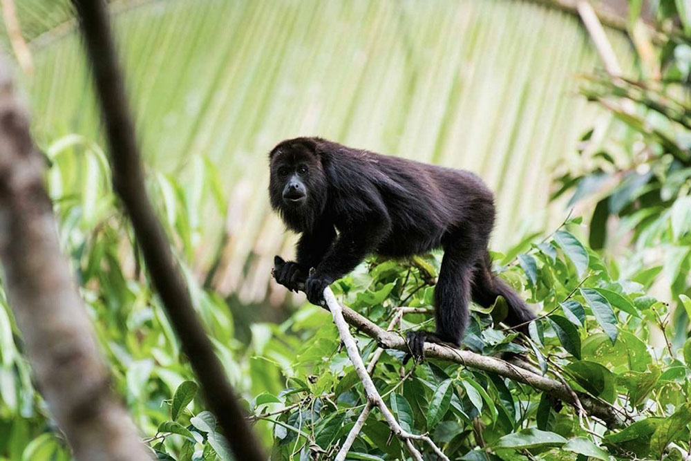 Howler monkey at Chan Chich Lodge / Courtesy of Chan Chich Lodge Belize luxury jungle lodge