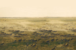 Jack's Camp Luxury Botswana Safari Zebra Migration / Courtesy Natural Selection Travel