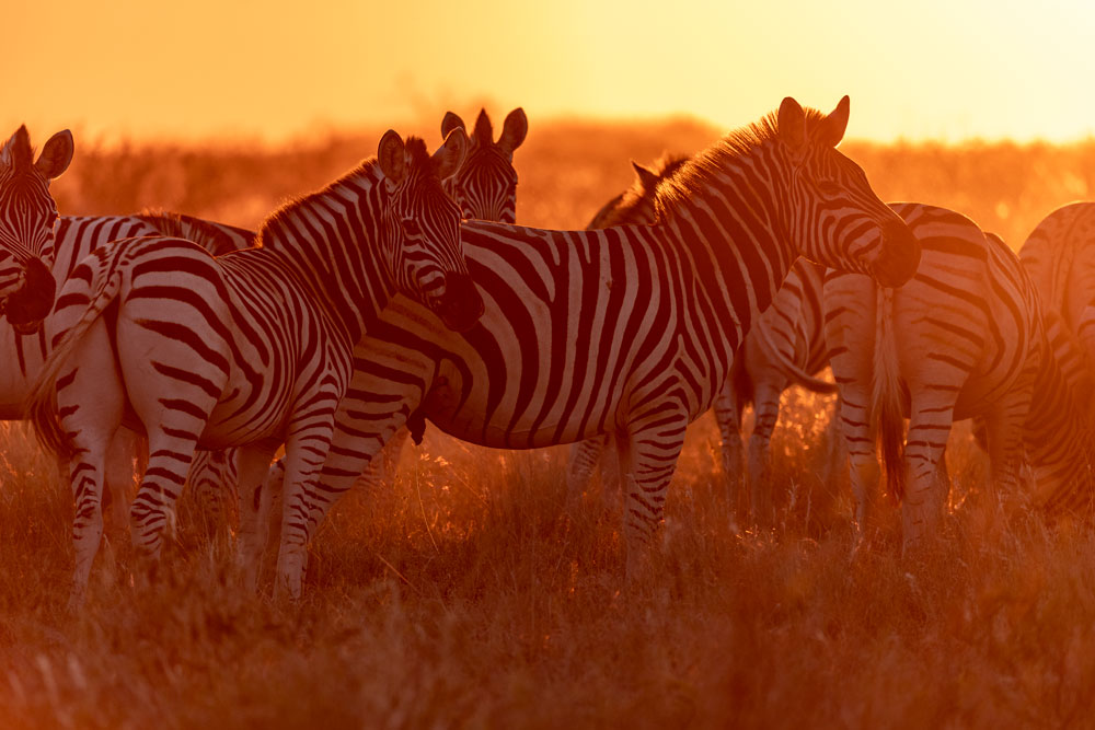 Jack's Camp Luxury Botswana Safari Zebra / Courtesy Natural Selection Travel