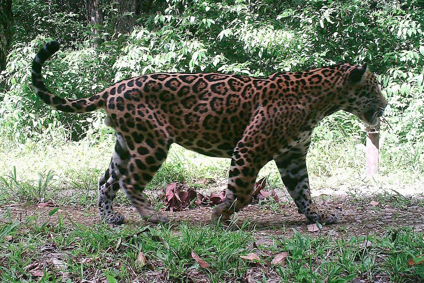 Jaguar near Chan Chich Lodge / Courtesy of Chan Chich Lodge Belize luxury jungle lodge