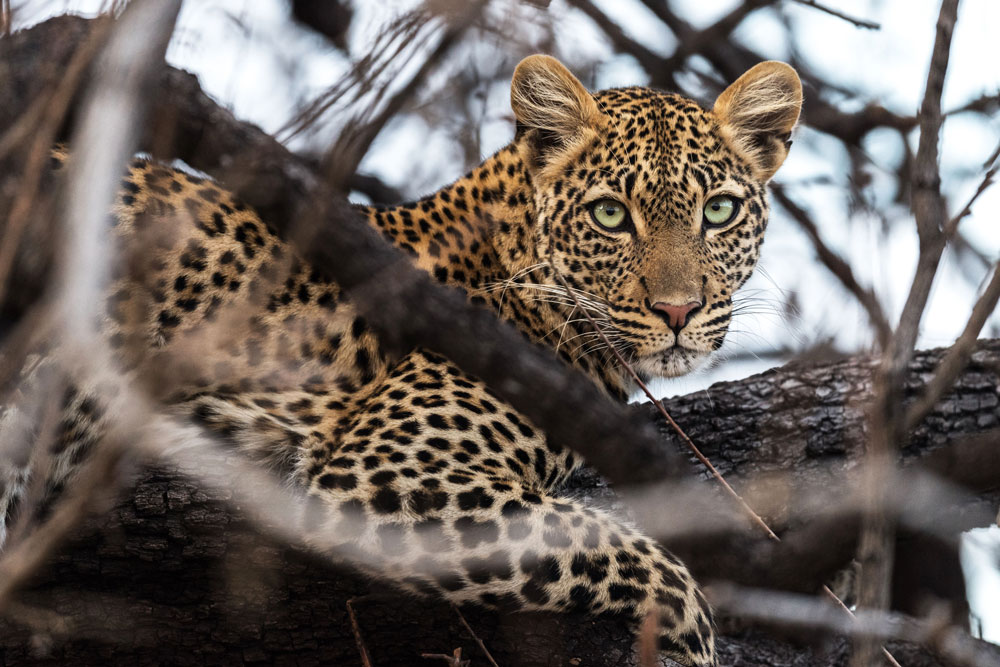 Leopard at Jabali Ridge, Ruaha National Park / Courtesy of Asilia Africa luxury African Tanzania safari