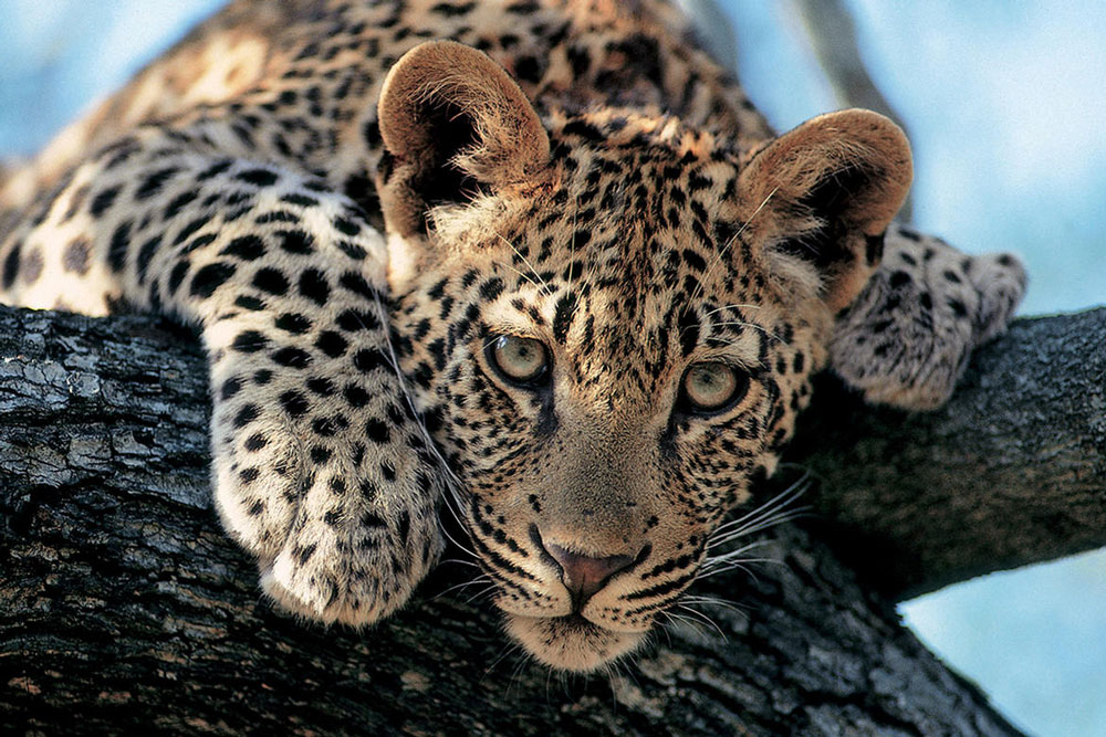 Leopard at Londolozi / Courtesy of Londolozi