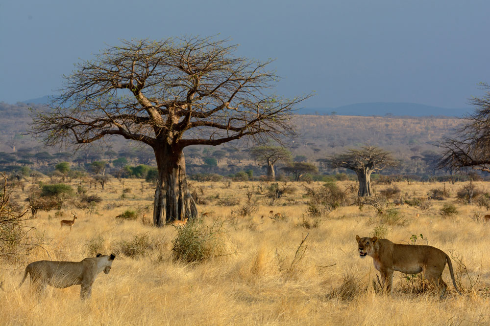 Lion at Jabali Ridge, Ruaha National Park / Courtesy of Asilia Africa luxury African Tanzania safari