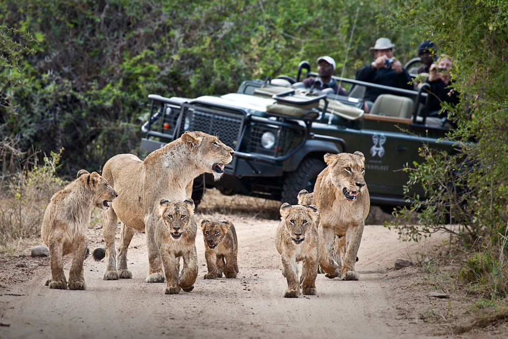 Game drive at Londolozi, luxury South Africa safari / Courtesy of Londolozi