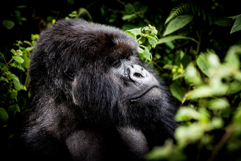 Gorilla near Bisate Lodge, Rwanda, luxury gorilla trekking safari / Caroline Culbert / Courtesy of Wilderness