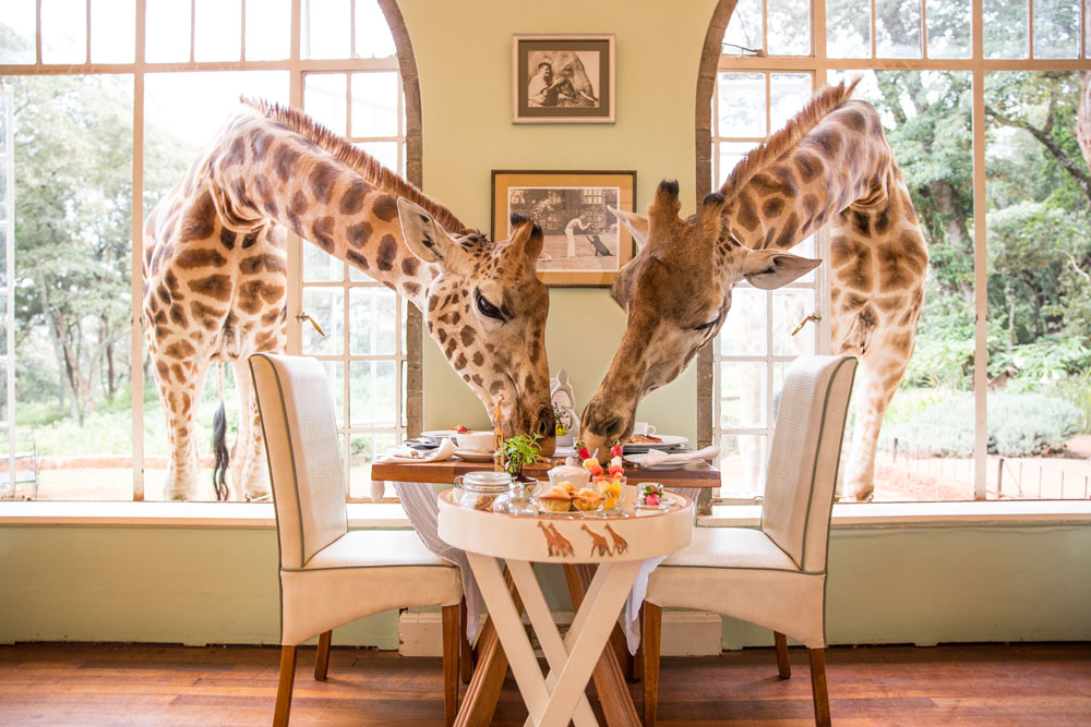 Breakfast at Giraffe Manor, luxury Kenya safari / Courtesy of The Safari Collection