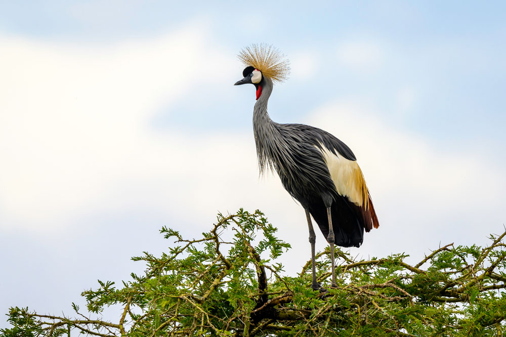 Crowned crane at Magashi Camp, luxury Rwanda safari / Dana Allen / Courtesy of Wilderness Safaris