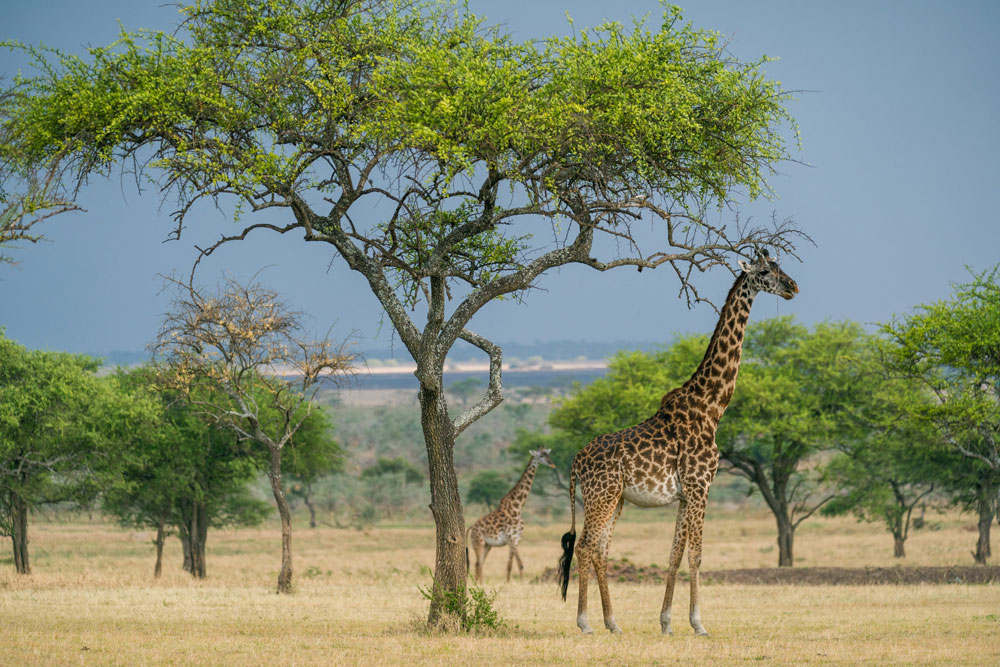 Giraffe at Singita Sabora Tented Camp, luxury Tanzania safari / Courtesy Singita