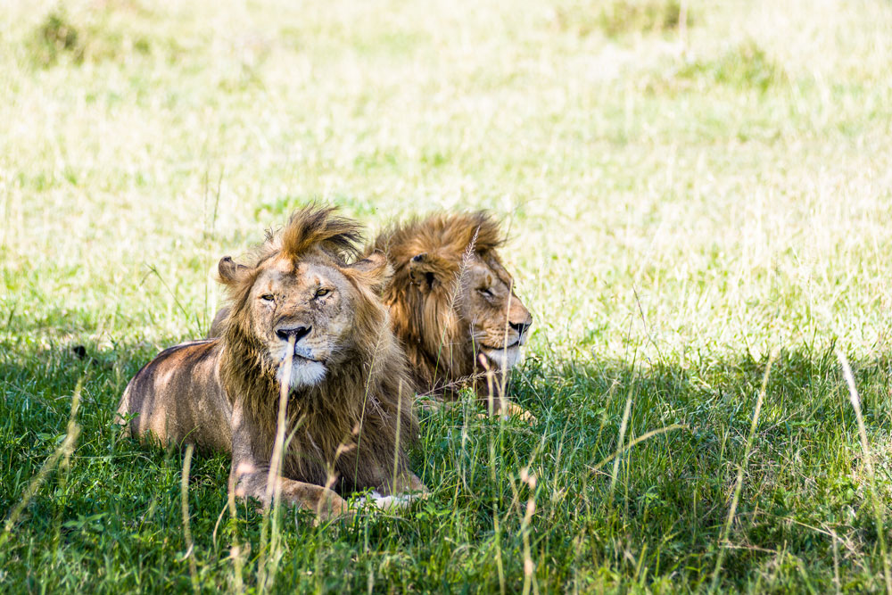 Lions at Singita Sabora Tented Camp, luxury Tanzania safari / Courtesy Singita