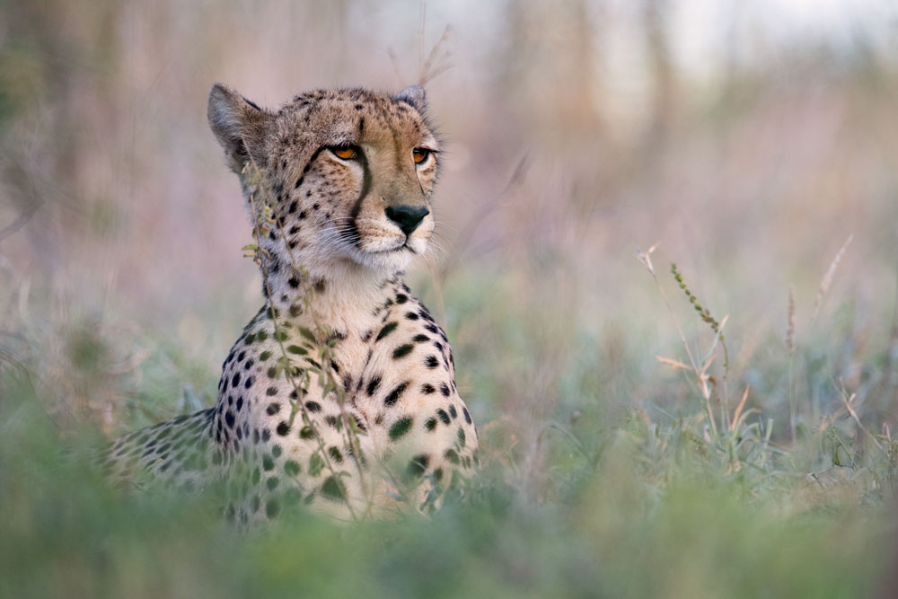 Serengeti cheetah at Singita Sasakwa Lodge, luxury Tanzania safari / Courtesy Singita