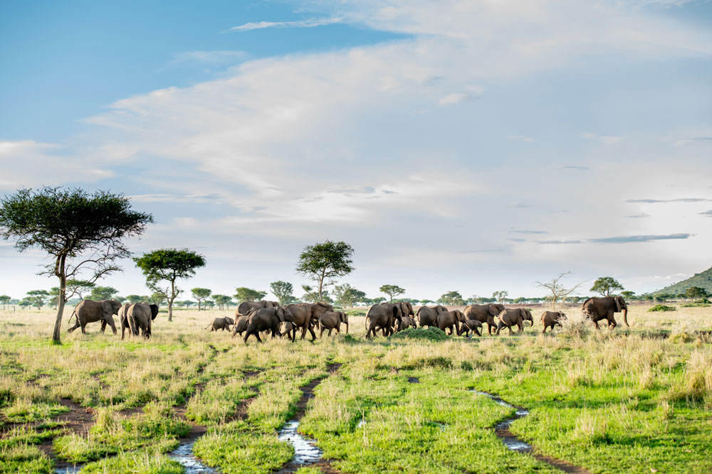 Elephants at Singita Sasakwa Lodge, luxury Tanzania safari / Courtesy Singita